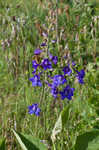 Alabama larkspur